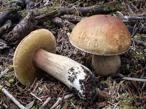 california fungi boletus edulis