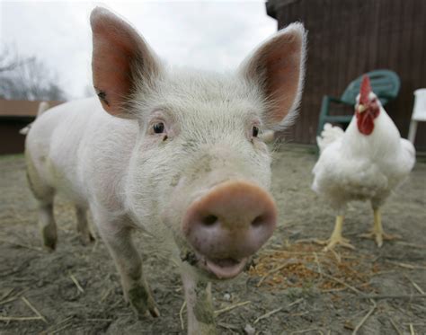 campaign aims  show farm animals intelligence  spokesman review