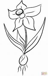 Daffodil Coloring Pages Printable Flower Flowers Categories Supercoloring sketch template
