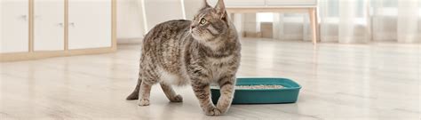 why cats pee outside of their litter box