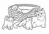Katzen Ausmalen Ausmalbilder Zum Kinder Malvorlagen Für Katze Ausmalbild Ausdrucken Malvorlage Tiere Kostenlos sketch template