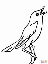 Usignolo Ausmalbild Rouxinol Nightingale Cantando Nachtigal Singende Vogel Singender Canta Printmania Uccelli Lusignolo sketch template