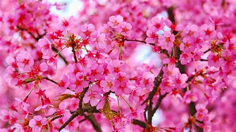Download 1920x1080 Wallpaper Cherry Blossom Pink Flowers
