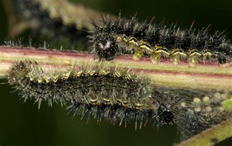 black spiny caterpillars with lateral yellow stripe