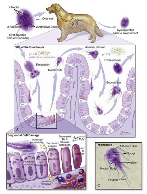 Enteric Protozoal Infections Veterian Key