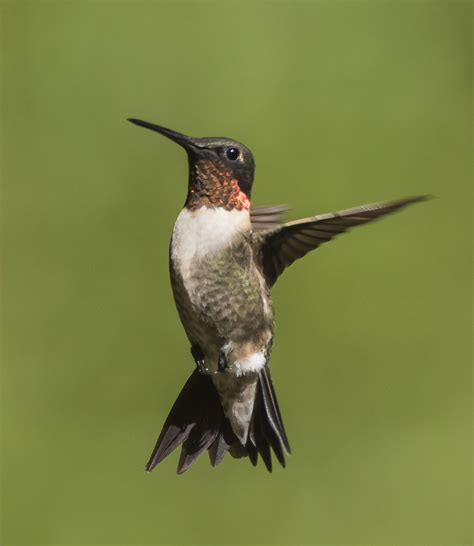 ruby throated hummingbird roads  naturalist