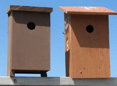 building tree swallow nest boxes nesting boxes tree swallow bird house