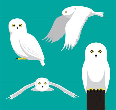 snowy owl illustrations royalty  vector graphics clip art istock