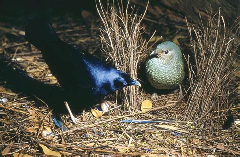 fascinating satin bowerbird facts