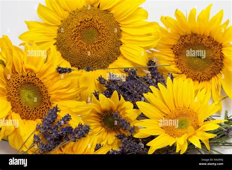 sunflowers  lavender isolated  white background stock photo alamy
