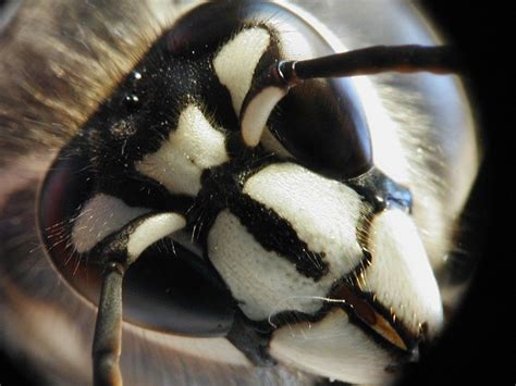bald faced hornet    hornet      type  wasp   opinion  black