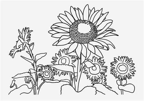 sunflower coloring pages sunflower sunflower farm coloring page
