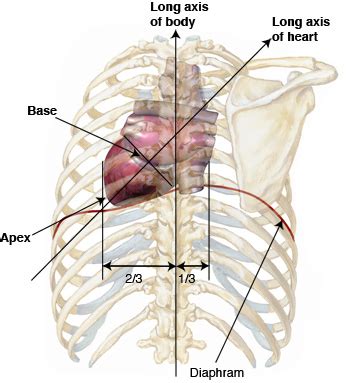 anatomy tutorial posterior atlas  human cardiac anatomy