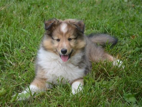 miniature collie dog breed info pictures facts traits hepper
