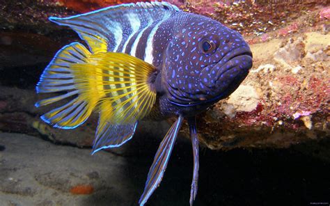colorful tropical fish underwater wallpaper  baltana