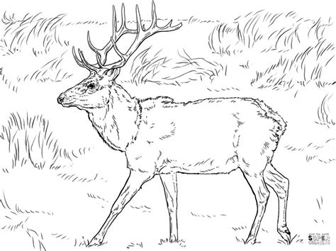 deer coloring pages realistic deer printable