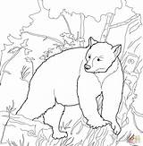 Bear Coloring Pages Kermode American Bears Printable Drawing sketch template