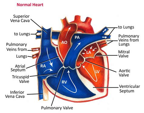 heart diagram labeled blood flow robhosking diagram