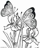 Butterfly Morpho Blue Coloring Getcolorings sketch template