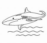 Mako Squalo Tiburones Tiburon Colorare Makos Requins Designlooter Coloriages Printmania sketch template