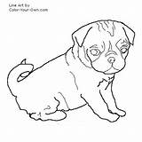 Coloring Pages Pug Puppy Pugs Dog Baby Print Puppies Drawing Color Tulip Printable Nature Detail Colouring Line Searches Related Kids sketch template