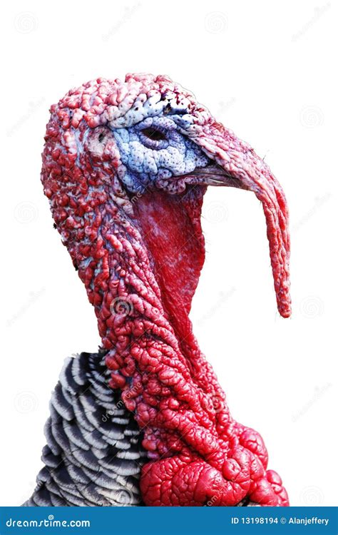 turkey head isolated  white stock photo image