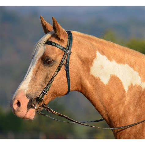 dressage nosebands  spurs  horse forum