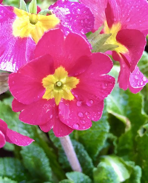 bright pink primrose flower   day jan    jez