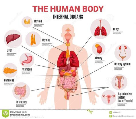 internal organs google search human body organs human anatomy picture human body diagram