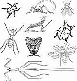 Insects Realistic Beetle Pennsylvania Nicepng Ladybug Stickbug 529kb Ant Cliparts sketch template