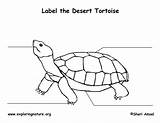 Tortoise Coloring Desert Labeling Exploringnature California Arizona Nevada Nature sketch template