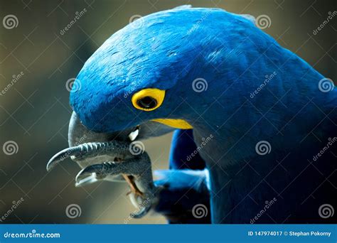 parrot biting   stick stock image image  blue