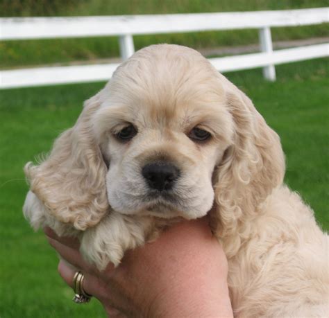 cute cocker spaniel puppy pictures