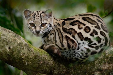 cats of the amazon rainforest south american vacations