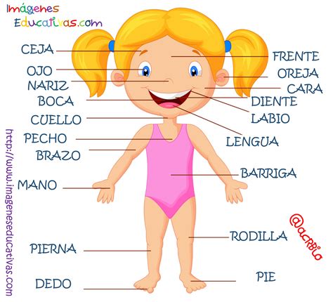 partes del cuerpo en castellano  imagenes educativas