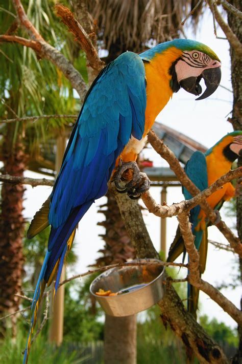 extra extra squawk     guide  blue  gold macaws