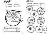 Mitosis Coloring Cell Cycle Worksheet Drawing Sheet Colouring Paintingvalley Biology Science Explore Collection Awesome Worksheets Grade sketch template