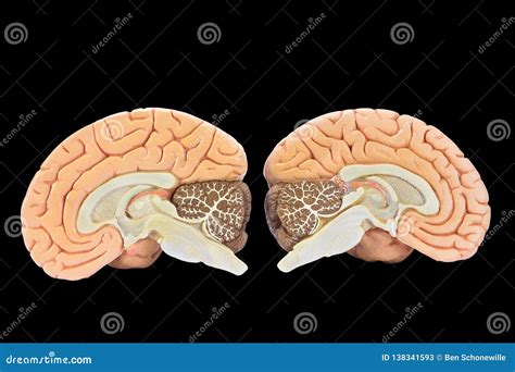 modelos de dos mitades del cerebro en fondo negro imagen de archivo