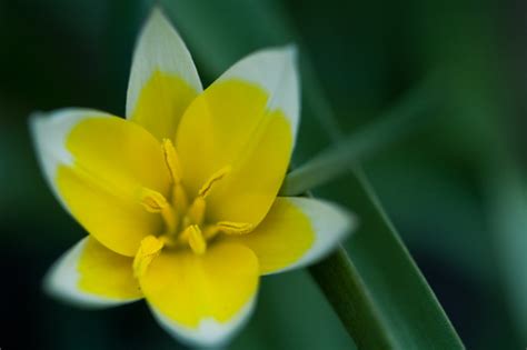 spring yellow aaronspruit