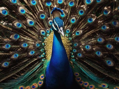 premium photo peacock