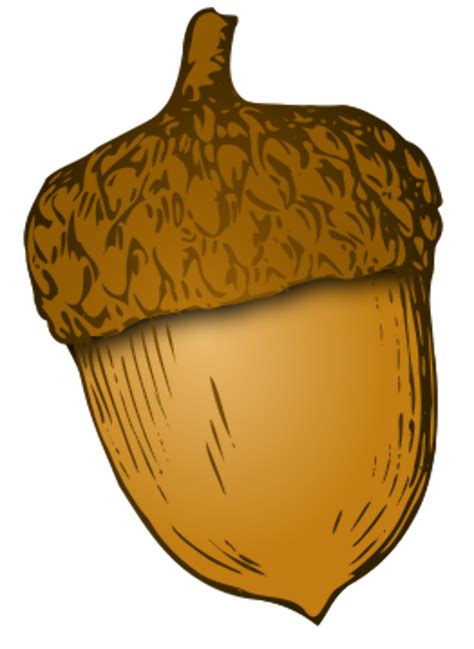 high quality acorn clipart vector transparent png images art