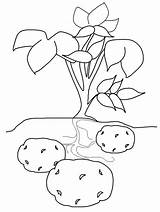 Kartoffeln Kartoffel Legen Mandalas Vegetable Erntedankfest Sketchite Ideen sketch template