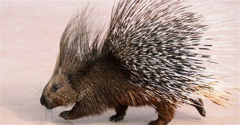 woman eats porcupine quill without realizing it