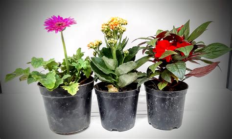 buy flowering plants  flowering plants gift