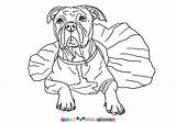 Bull Terrier Coloring Pages Getdrawings Pit American Drawing Color Getcolorings sketch template
