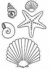 Pages Coloring Shells Sea Getdrawings sketch template
