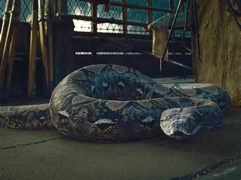 nagini antagonists wiki fandom powered  wikia