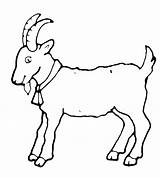 Goat Coloring Goats Animals sketch template