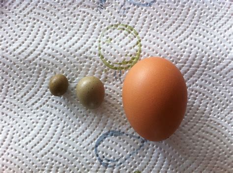 Button Quail Fairy Egg Backyard Chickens Learn How To Raise Chickens