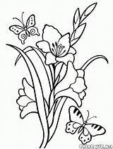 Coloring Flower Pages Gladiolus Snowdrop Gladiolas Flowers Tattoo Color Printable Kids Template Outline Book Print Drawing Gladioli Tattoos Choose Board sketch template